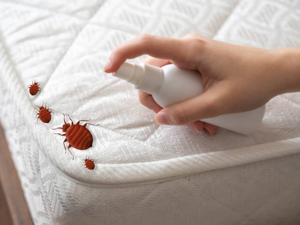 Best Flea Control Services  in Morristown, IN